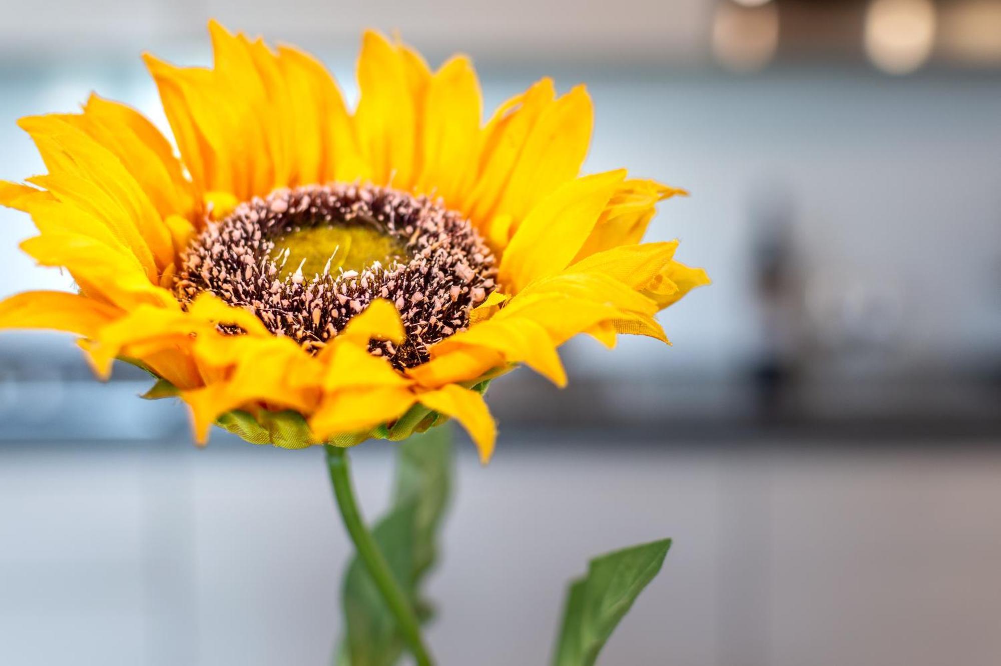 Sunflower Con Vista Su Siena Villa Corsano  ภายนอก รูปภาพ